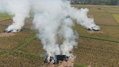 Aerial View of Controlled Fire and Smoke in Rice Field 動画素材 345148293