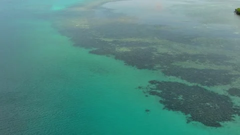 Aerial View of Corals in the beach Stock Footage 311647848