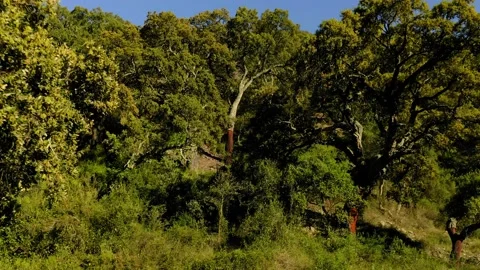 Aerial view cork oak forest in spring Stock Footage 130798031