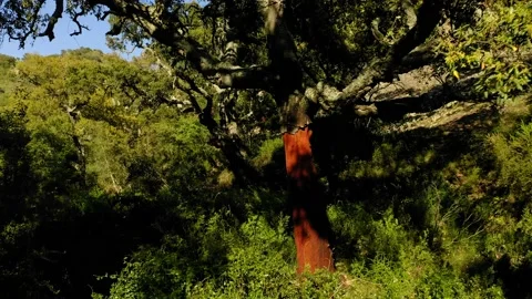 Aerial view cork oak forest in spring Stock Footage 130798071
