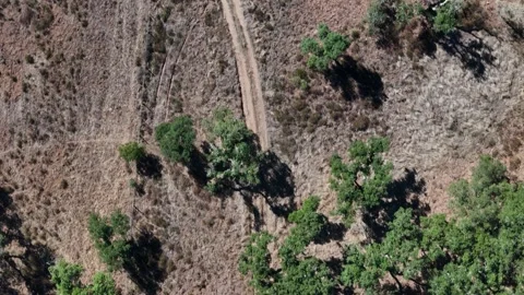Aerial view of cork oak trees and a dirt path, Portugal. Stock Footage 345606363