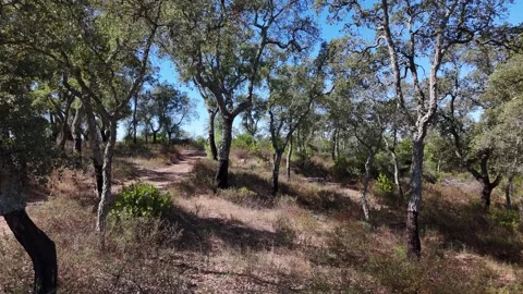 Aerial view of cork oak trees in Nossa Senhora de Guadalupe, Portugal. Stock Footage 345606388
