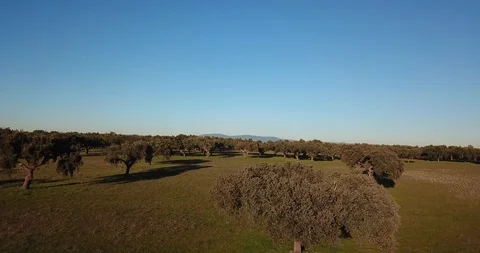 Aerial view of the cork oaks and Pasture Landscape  in Alentejo Portugal Stock Footage 101239558