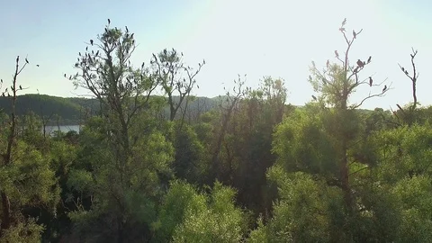 Aerial view of Cormorants on trees Video stock 99932645