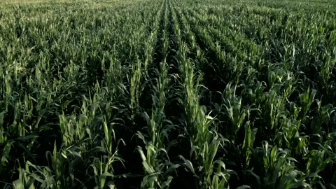 Aerial view corn cobs field in a sunny day. Organic agricolture. Video 4K 库存影片 282571163