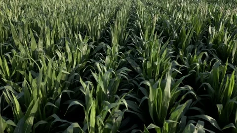 Aerial view Corn cobs field in a summer season. Slow motion 4K Stock Footage 283892210