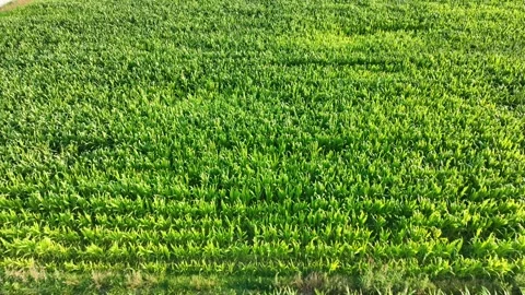 Aerial view of corn in cornfield Stock Footage 244725634
