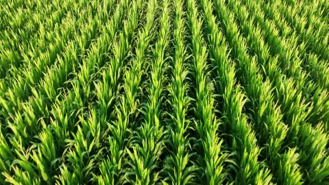 Aerial view of corn in cornfield Stock Footage 244725774