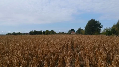 Aerial view of corn crops field from drone Stock Footage 117061968
