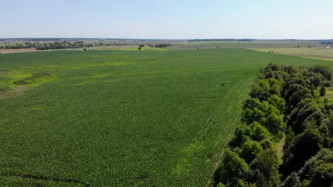 Aerial View of Corn Crops Field From Drone Point Of View Evening Sunset. Aeri Видео 136170330