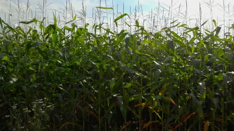 Aerial View of Corn Crops Field From Drone Stock Footage 138559894
