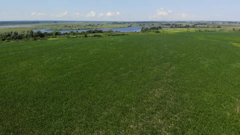 Aerial View of Corn Crops Field From Drone Point Of View Evening Sunset. Aeri Stock-Footage 159549094