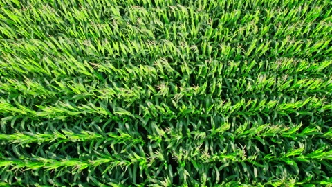 Aerial View of Corn Crops Field From Drone Point Of View Stock Footage 160630527