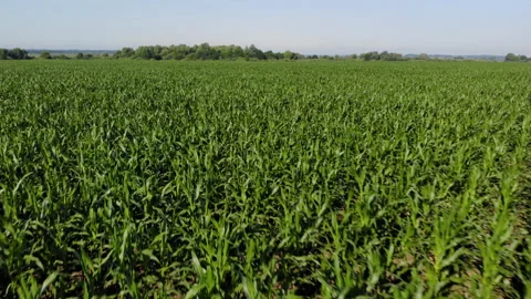 Aerial View of Corn Crops Field From Drone Point Of View Evening Sunset. Aerial Stock Footage 221394692