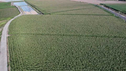 Aerial view of a corn field in a breeze Stock Footage 165915435
