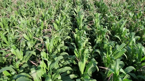 Aerial view of a corn field in a breeze Stock Footage 165915482