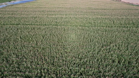 Aerial view of a corn field in a breeze Stock Footage 165915486