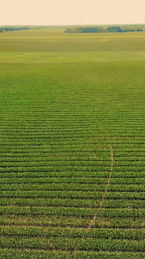 Aerial view of corn field in clear summer day. Farmer's field of young hybrid Stock Footage 306646781