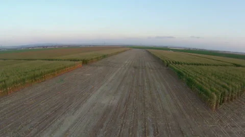 Aerial view of corn field Stock Footage 43242342