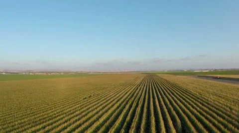 Aerial view of corn field Stock Footage 43243156