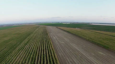 Aerial view of corn field Stock Footage 43244896