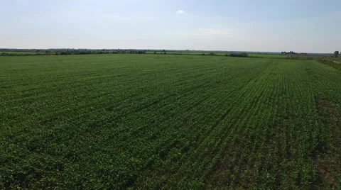 Aerial view of corn field Stock Footage 50710780