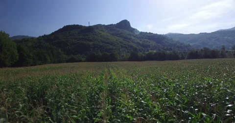 Aerial view of corn field Video stock 63016634