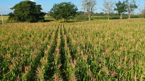 Aerial view of corn field Stock Footage 141169411