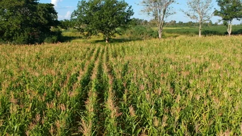 Aerial view of corn field Stock Footage 141170178