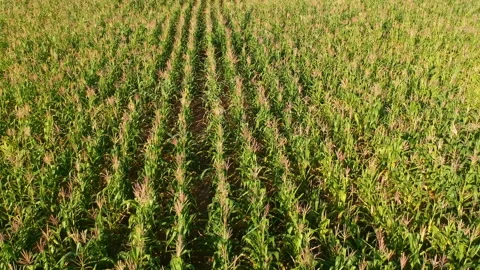 Aerial view of corn field Stock Footage 141226770