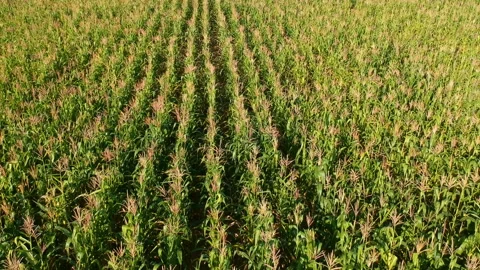 Aerial view of corn field Video stock 141227818