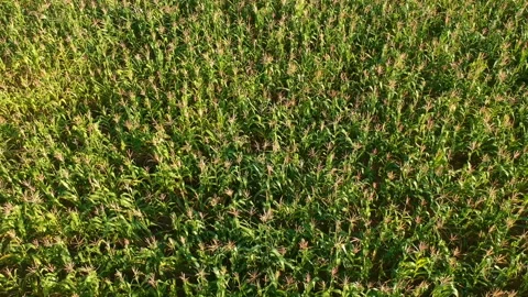 Aerial view of corn field Stock Footage 143982715