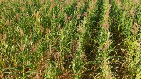 Aerial view of corn field Stock Footage 144857300