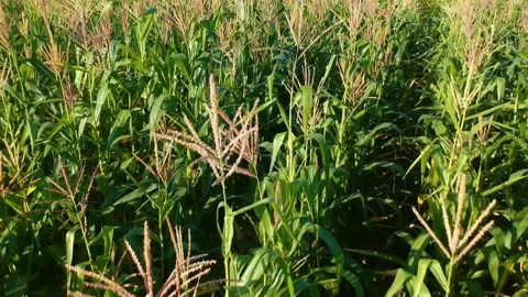 Aerial view of corn field Stock Footage 144857468