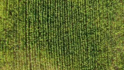 Aerial view of corn field Stock Footage 146248815