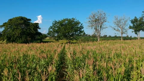Aerial view of corn field Stock Footage 147707965