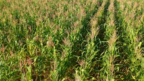 Aerial view of corn field Stock Footage 147900074