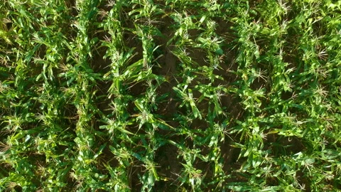 Aerial view of corn field Stock Footage 148125849