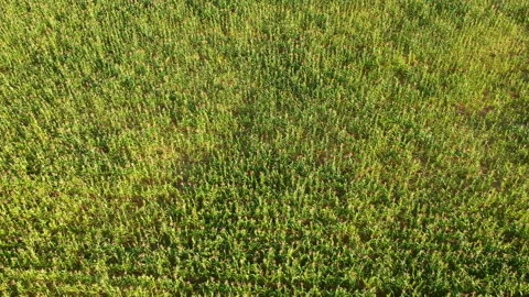 Aerial view of corn field Stock Footage 148126296