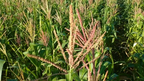 Aerial view of corn field Stock Footage 148126363