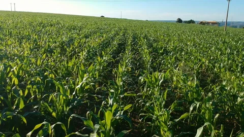 Aerial view of corn field Video stock 148516073
