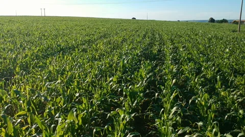 Aerial view of corn field Stock Footage 148516794