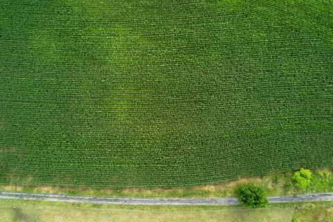 Aerial view of a corn field Stock Photos
