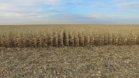 Aerial view on corn field. Side view Stock Footage 156836160