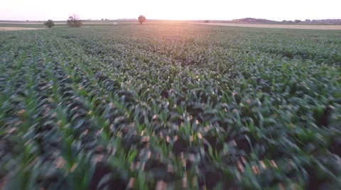 Aerial view of corn field on sunset Stock Footage 50971021