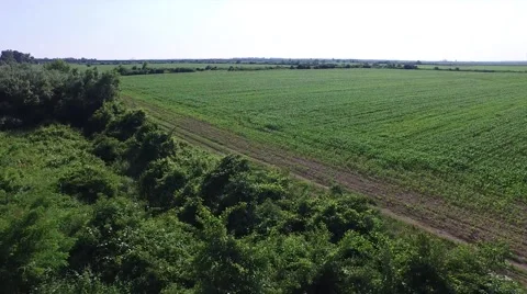 Aerial view of corn field through the trees Stock Footage 50757168