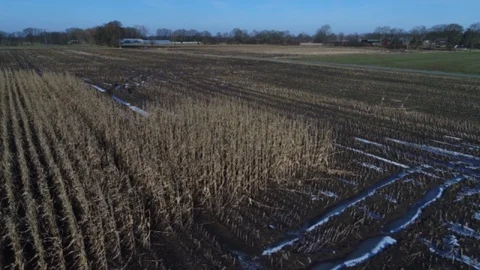 Aerial view of Corn fields after a rainy season Stock-Footage 86250315