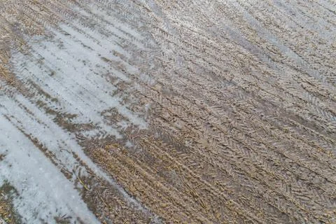 Aerial view of Corn fields after a rainy season Foto stock