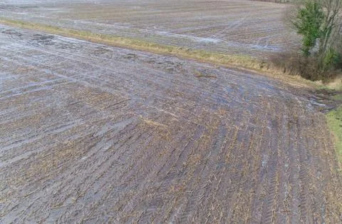 Aerial view of Corn fields after a rainy season Foto stock