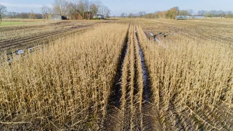 Aerial view of Corn fields after a rainy season Fotos Stock